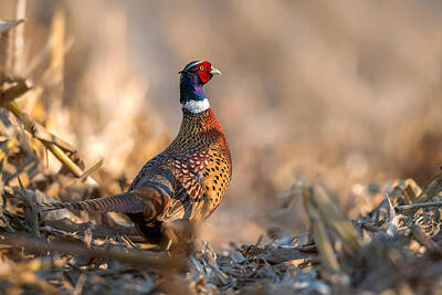 Pheasant Photos