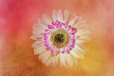 Designs Similar to Layers of Daisy by Terry Davis