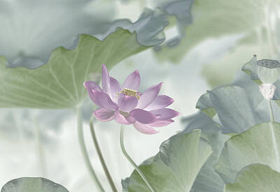Lotus Leaves Art Prints