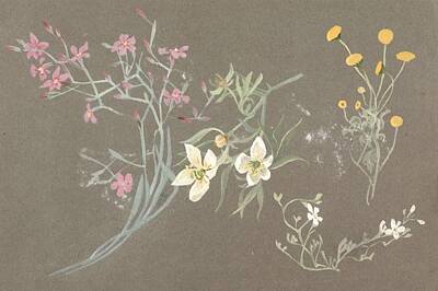 Botanical Illustration Art Prints
