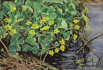 Marsh Marigold Paintings