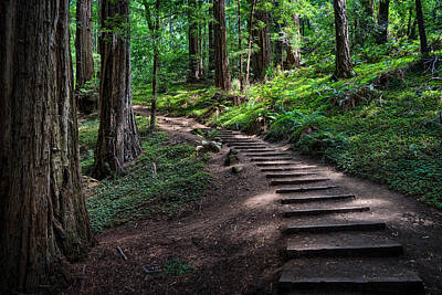 Muir Woods National Monument Art