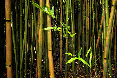 Bamboo Shoots Art