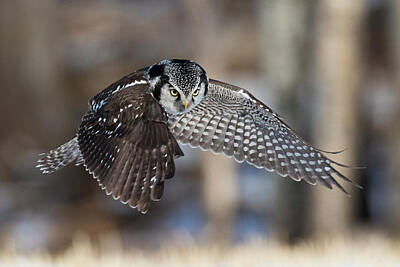 Northern Hawk Owl Art