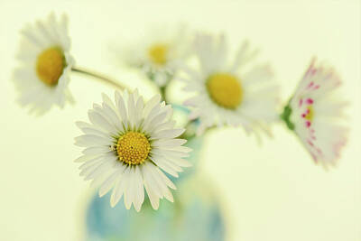 Common Daisy Art