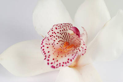 Designs Similar to Orchid by Emilbaiera