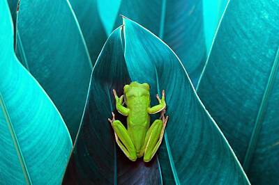 White Lipped Tree Frog Art Prints