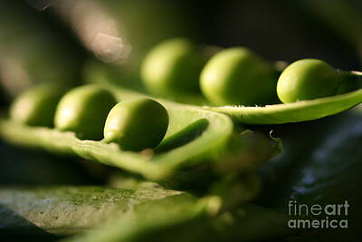  Photograph - Peas in a Pod by Melanie De Grooth