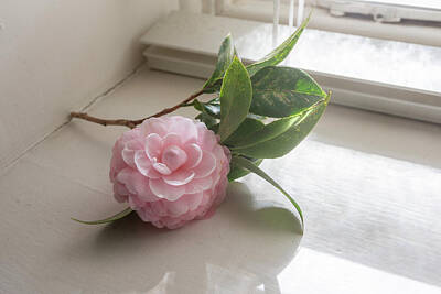  Photograph - Pink camellia by the window by Natalie Board