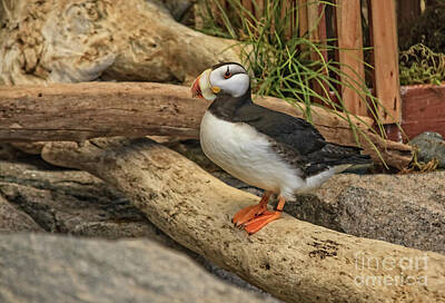 Designs Similar to Puffin by Robert Bales