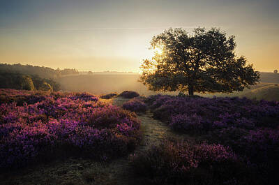 Designs Similar to Purple dream by Rob Visser