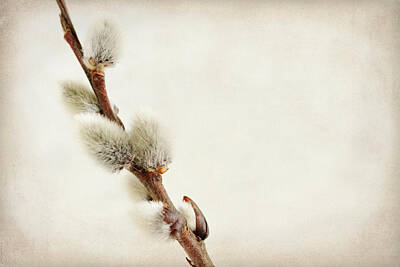 Pussy Willow Photographs