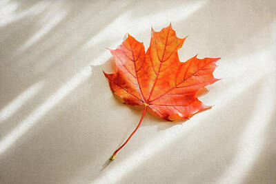 Designs Similar to Red and Orange Maple Leaf