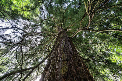  Photograph - Redwoodtree by Ute Herzog