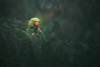 Rose-ringed Parakeet Photos