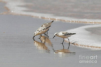 Designs Similar to Sanderlings by Kelly Pennington