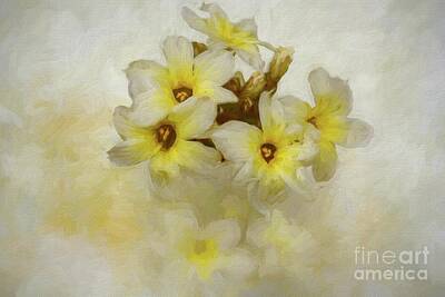 Sisyrinchium Striatum Art