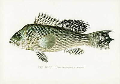 Designs Similar to Sea Bass by David Letts