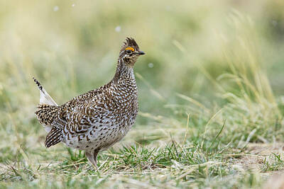 Sharp-tailed Grouse Photos