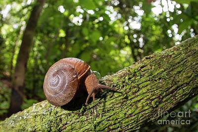 Designs Similar to Snail On Branch