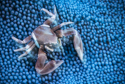 Anemone Crab Photos