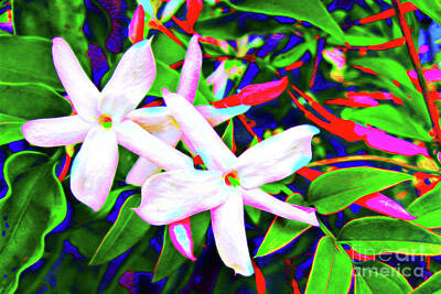 Jasmine Flowers by Jazeela Sherif