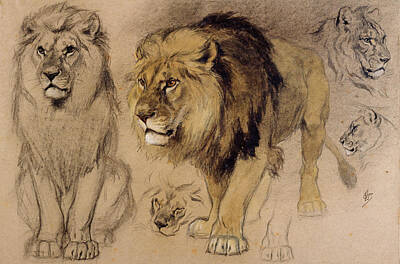Designs Similar to Study of Lion