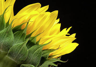 Photograph - Sunflower back two by Storm Smith