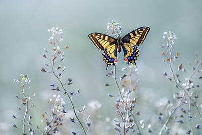 Floral Swallowtail Butterfly Art