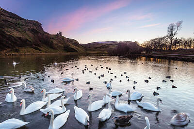  Photograph - Swans on St Margaret's Loch, Edinburgh by Diarmid Weir