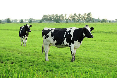 Designs Similar to Two Holstein Cows In A Meadow