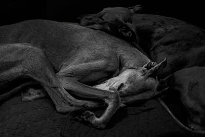 Sleeping Black Dog Photos