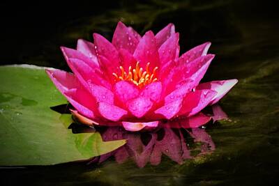 Designs Similar to Water Lily Reflection