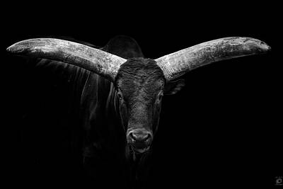 Designs Similar to Watusi by © Christian Meermann