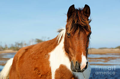 Wild Horses of Chincoteague Fine Art Photography