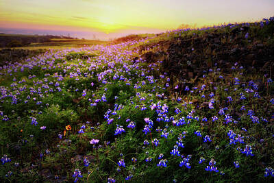  Photograph - Wildflower Sunset on Table Mountain in Butte County, California by Ben North