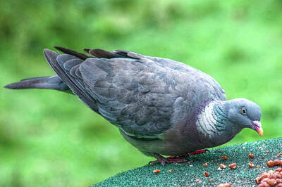 Wood Pigeon Art Prints