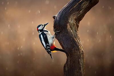 Woodpeckers Photos