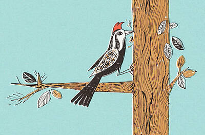 Woodpecker Drawings