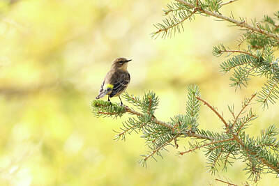 Designs Similar to Yellow-rumped Warbler