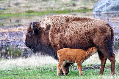 Designs Similar to Yellowstone Spring Buffalo