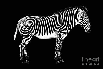 Profile Of Zebra Photos Art Prints