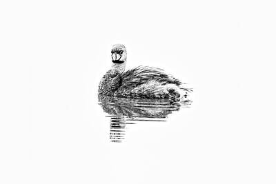  Photograph - Pied-billed Grebe in BW white background by Perla Copernik
