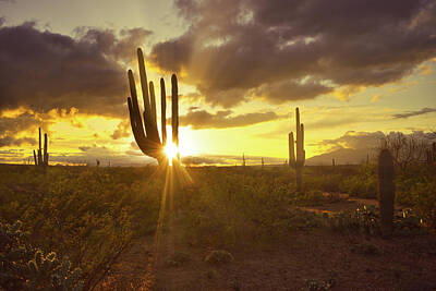 Designs Similar to Sonoran Desert Sunset