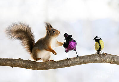  Photograph - Red Squirrel, squirrel, Sciurus vulgaris, Eurasian red squirrel, #137 by Geert Weggen