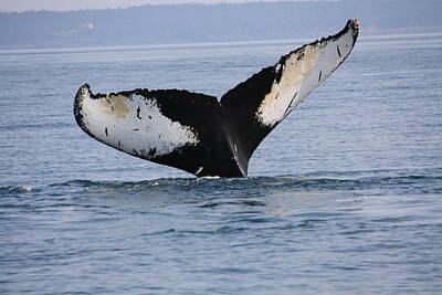  Photograph - Whale tail by David Matthews