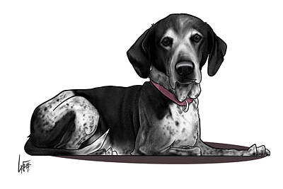 German Shorthaired Pointer Drawings