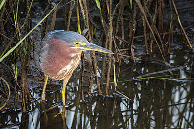  Photograph - A Green Heron in the Wetlands by Bob Decker