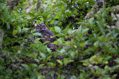  Photograph - A hidden Great Owl by Emmanuel Rondeau