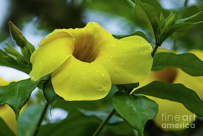 Allamanda Photos